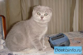 Шотландские плюшевые котята-медвежата