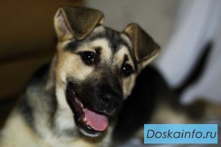 Щенок, девочка Шарлин 3 мес. в хорошие руки