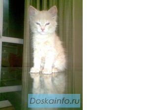 Отдаю котенка в хорошие руки!