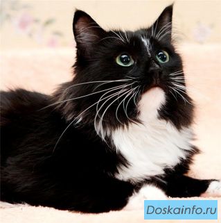 Кошечка Слава в добрые руки