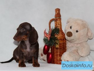 Эксклюзивные щенки таксы