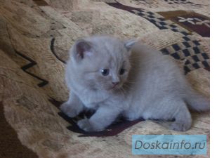 Шотландские прямоухие котята (британцы)