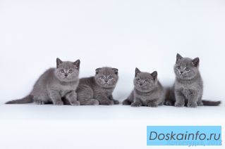 Милые скотиш страйты