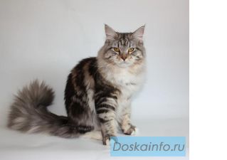 Кошечка породы Мейн-Кун!