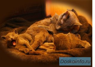 Котята русские голубые