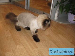 Профессиональная стрижка котов и кошек на дому