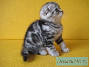 Вислоухий котик