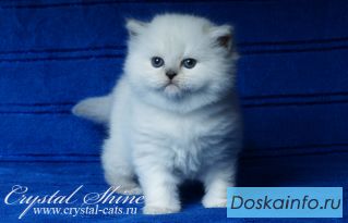 Маргарита