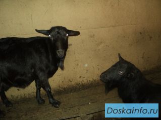 Дойная коза и козел