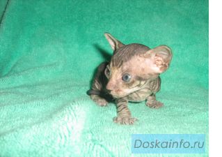 Сфинкс Донкой котята