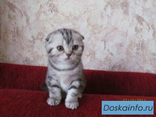 Британский котенок