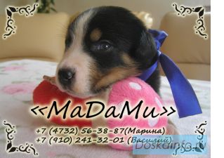 Питомник «МаДаМи» - Большой Швейцарский Зенненхунд