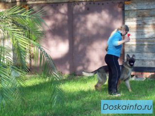 Передержка собак и кошек в г Железнодорожном