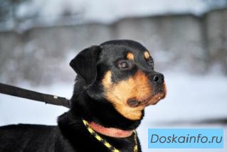  Ротвейлер Альф 