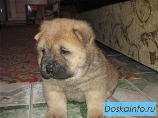 Щенки чау-чау