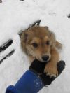Разыскивается хозяин!