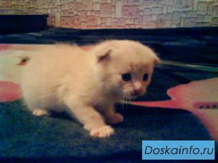Котята Шотландские вислоухие