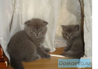 Шотландская вислоухая