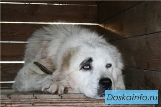 Совсем молодой алабай в дар!