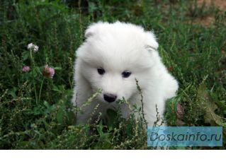 Продаются щенки самоедской лайки