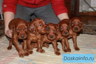 Ирландский сеттер для души и охоты