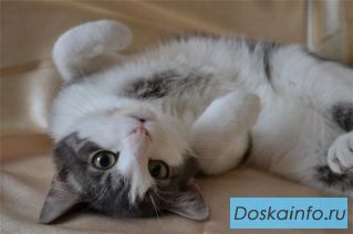 Добрый котик Ройс в добрые руки!