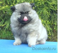 Щенки кеесхонда (немецкий вольфшпиц)