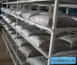 Продажа Мицелия