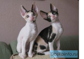 Корниш-рекс - котята с волнистой шубкой
