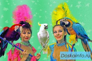 Шоу с животными