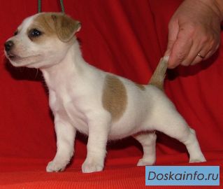 Джек рассел и Парсон-купить щенка?Гладкие щенки Питомник Киев