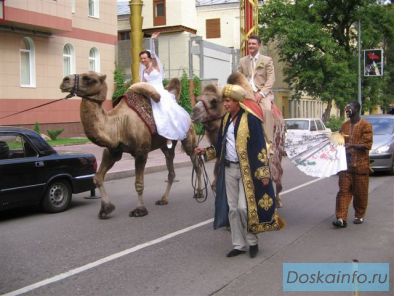 Верблюд, пони и ослик!
