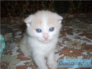 Британские и вислоухие котята
