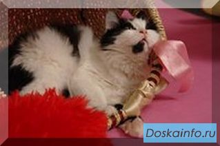Котенок в дар.Очароательная красотка Маркиза