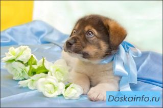 Отдам экслюзивных щенков!