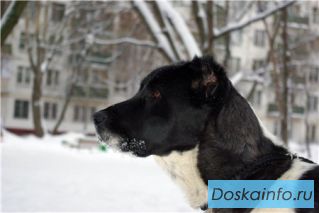 Молодая алабайка в дар!