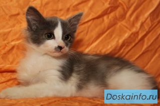 Отдаю котенка, будет крупным котом!