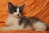 Отдаю котенка, будет крупным котом!