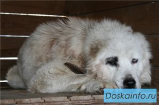 Отдаю белого кобеля алабая