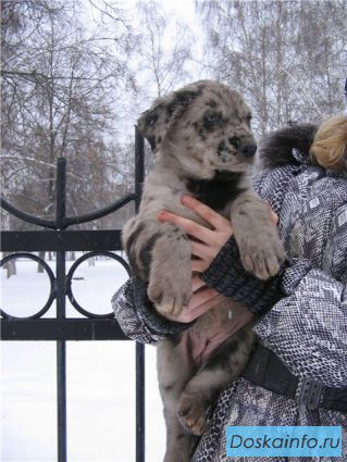 Щенки в дар