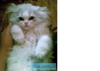 Отдам в хорошие руки котёнка