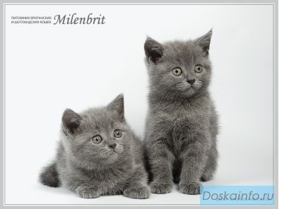 Котята британские и шотландские