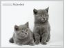 Котята британские и шотландские