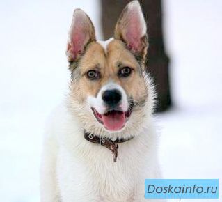 Очень добрый, ласковый, чуткий, смышленый пес Винсент в дар!
