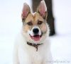 Очень добрый, ласковый, чуткий, смышленый пес Винсент в дар!