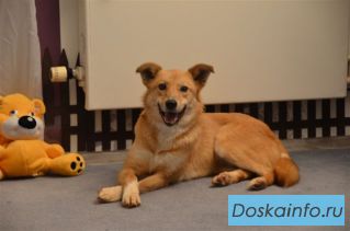 Рыжуля ищет дом и добрых хозяев