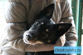 Декстер .  Собака в дар