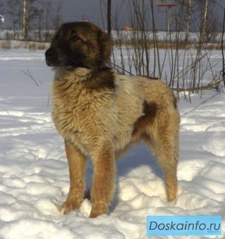 Отдам щенка Алабая