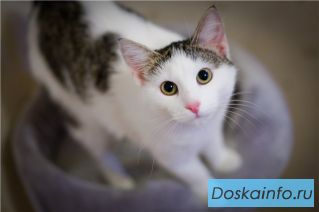 Сахарная мурчалочка Милена в дар!