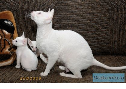Корниш-рекс